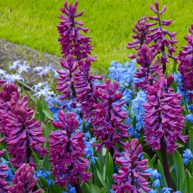 Hyacinth 'Woodstock'