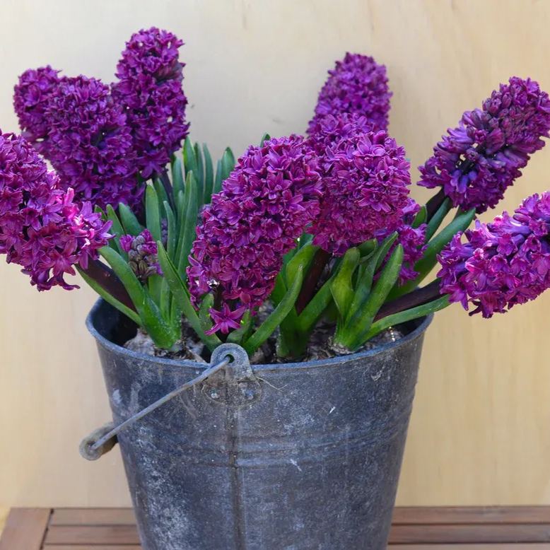 Hyacinth 'Woodstock'