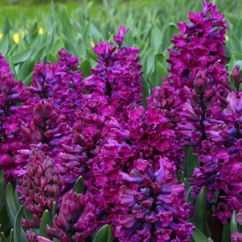 Hyacinth 'Woodstock'