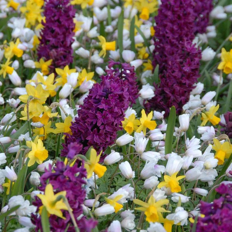 Hyacinth 'Woodstock'