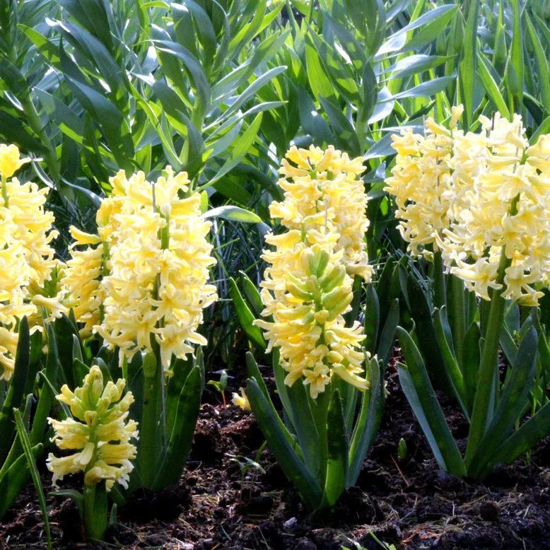 Hyacinth 'City of Haarlem'