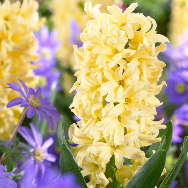 Hyacinth 'City of Haarlem'