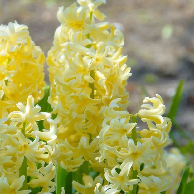 Hyacinth 'City of Haarlem'