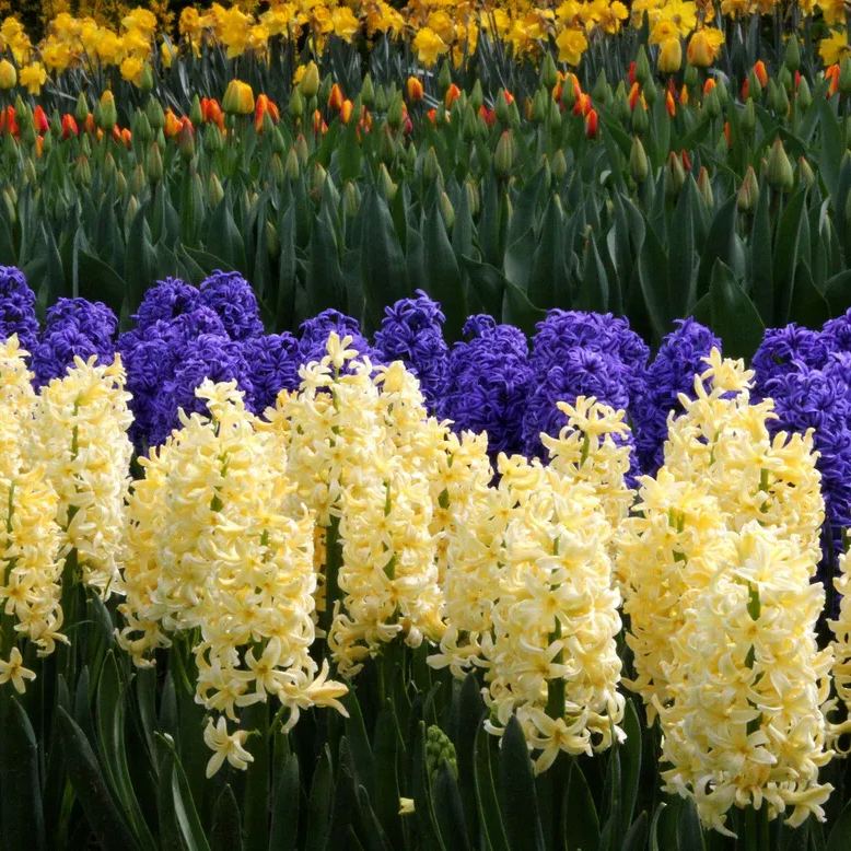 Hyacinth 'City of Haarlem'
