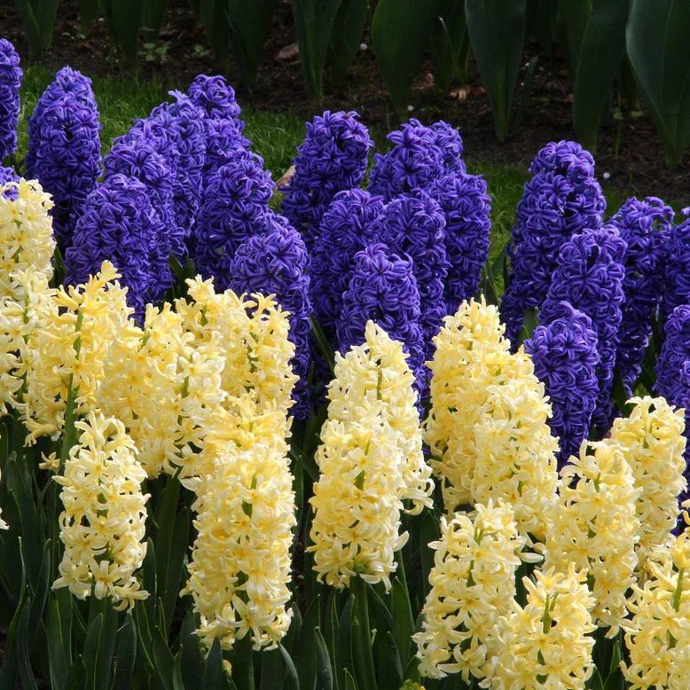 Hyacinth 'City of Haarlem'