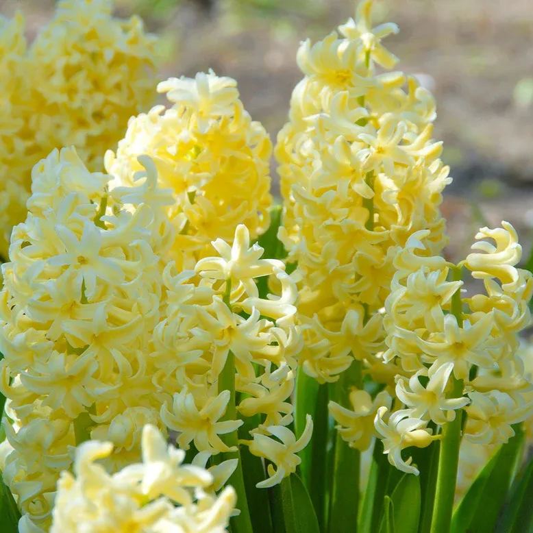 Hyacinth 'City of Haarlem'