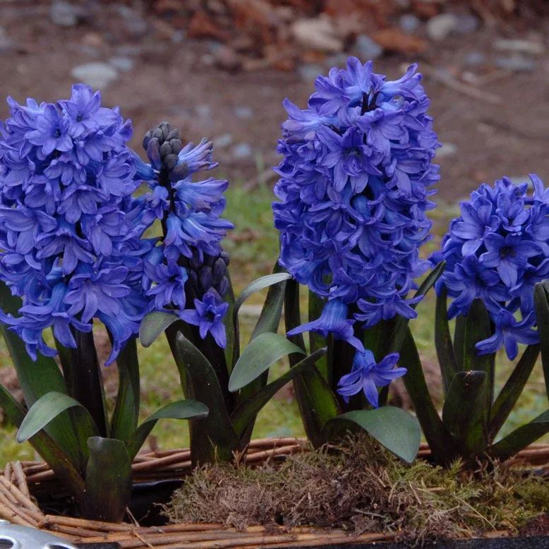 Hyacinth 'Blue Star'