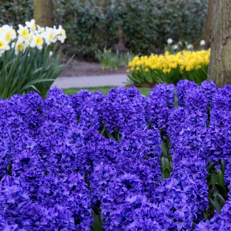 Hyacinth 'Blue Star'