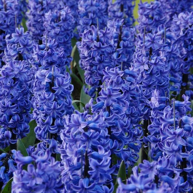 Hyacinth 'Blue Star'