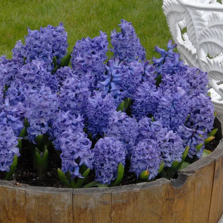 Hyacinth 'Blue Star'
