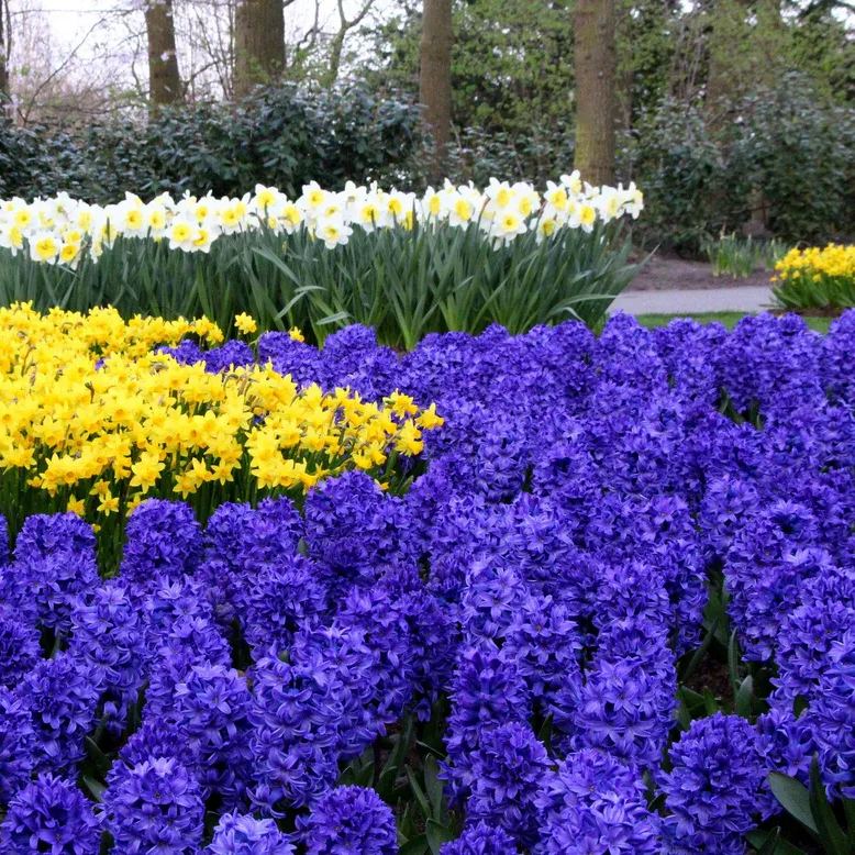 Hyacinth 'Blue Star'