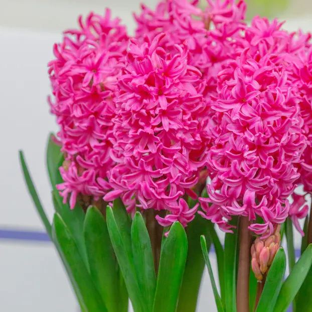 Hyacinth 'Johanna'