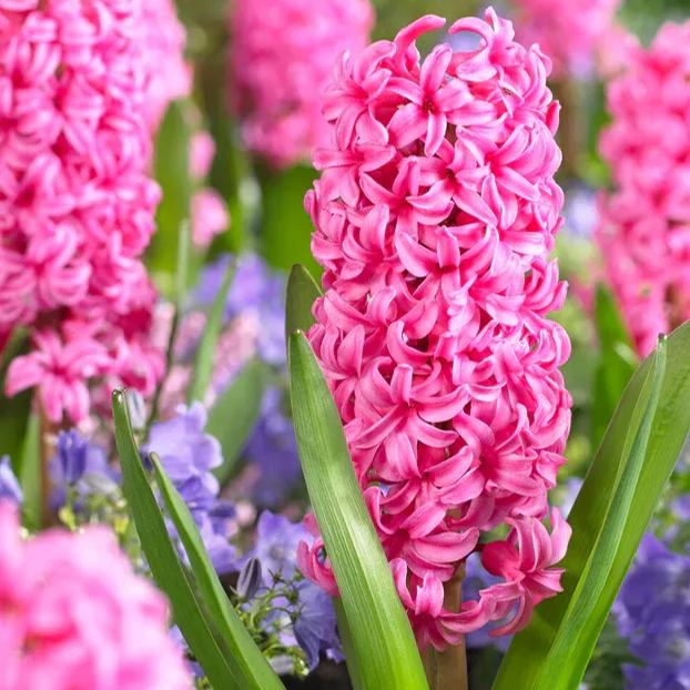 Hyacinth 'Johanna'