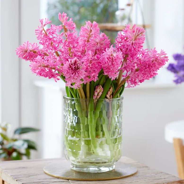 Hyacinth 'Johanna'