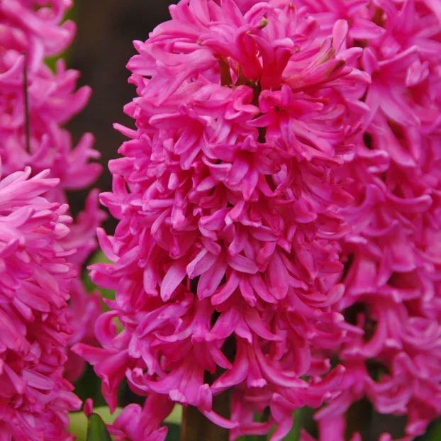 Hyacinth 'Johanna'