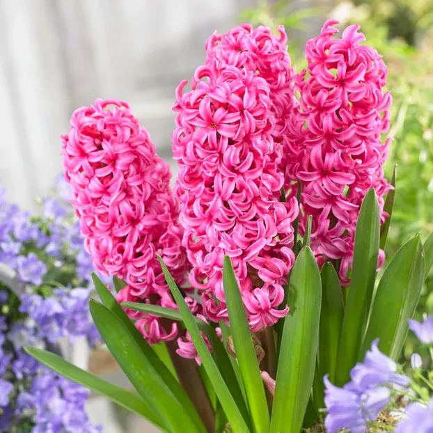 Hyacinth 'Johanna'