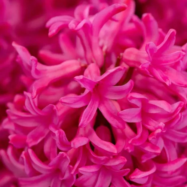 Hyacinth 'Johanna'