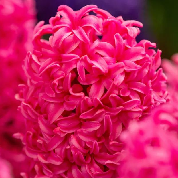 Hyacinth 'Johanna'