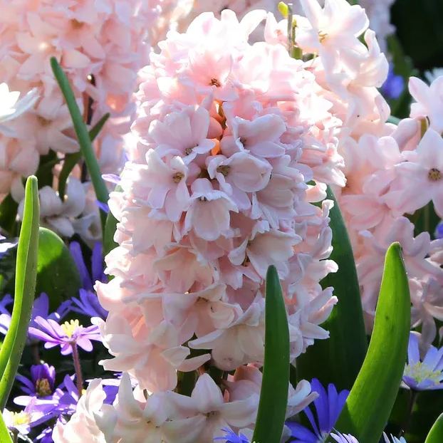 Hyacinth 'China Pink'