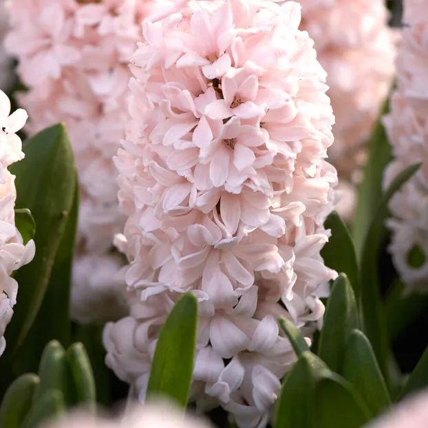 Hyacinth 'China Pink'