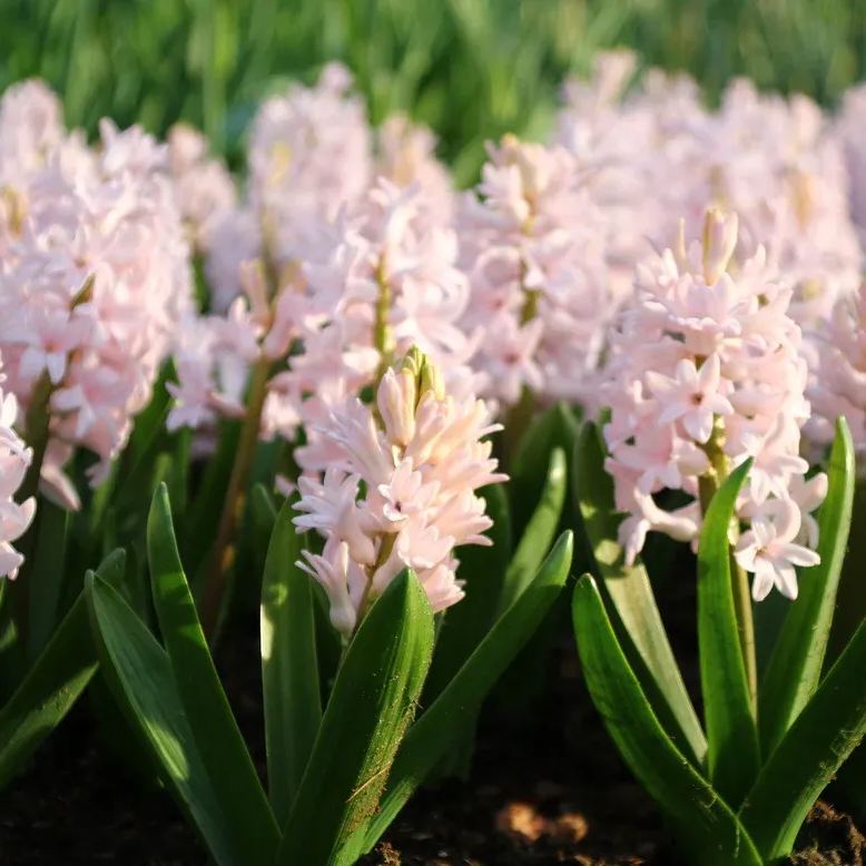 Hyacinth 'China Pink'