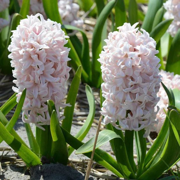 Hyacinth 'China Pink'