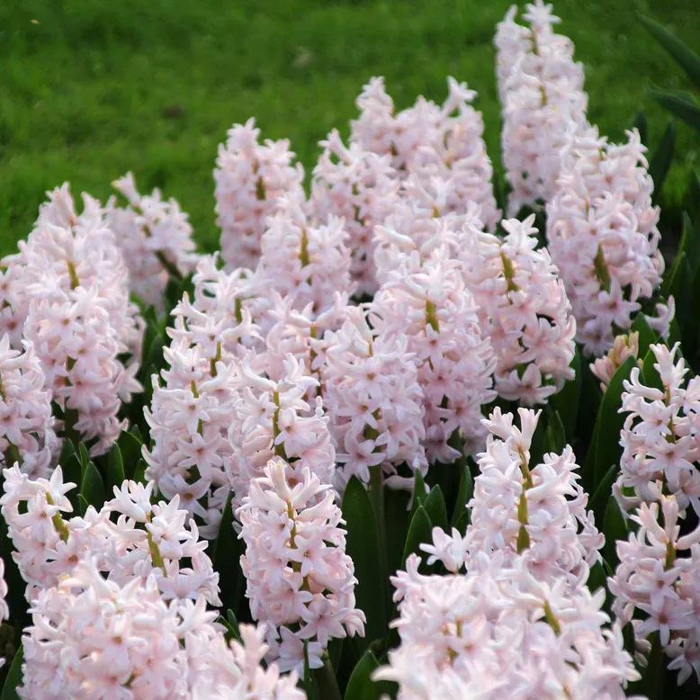 Hyacinth 'China Pink'