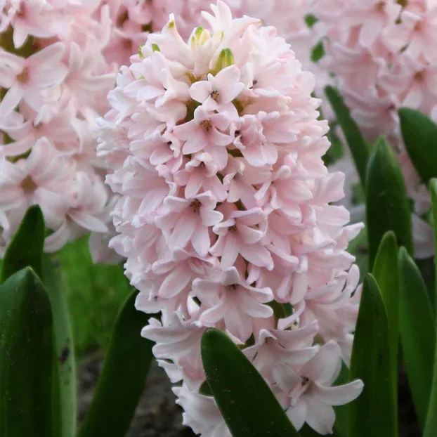 Hyacinth 'China Pink'