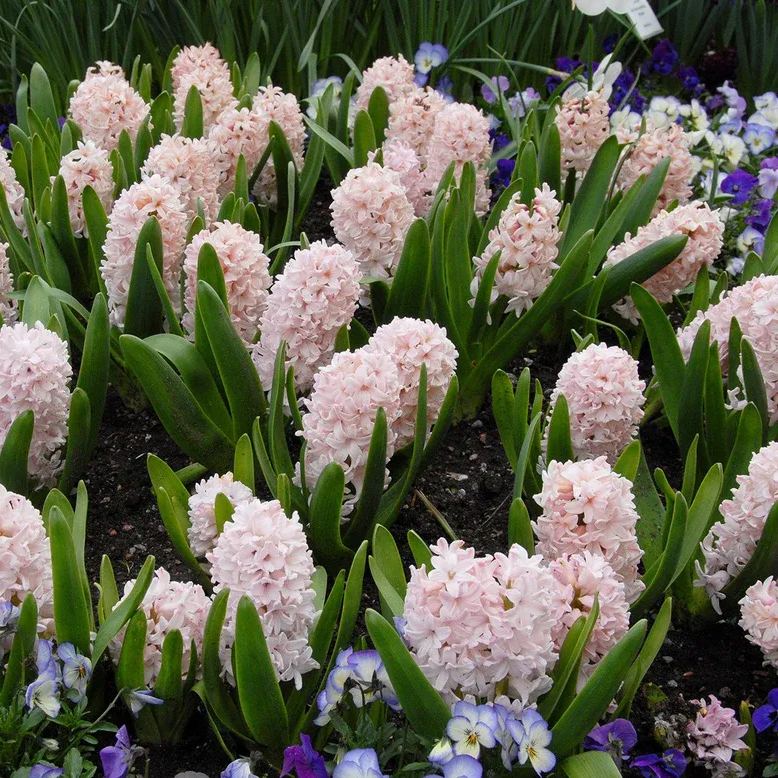 Hyacinth 'China Pink'