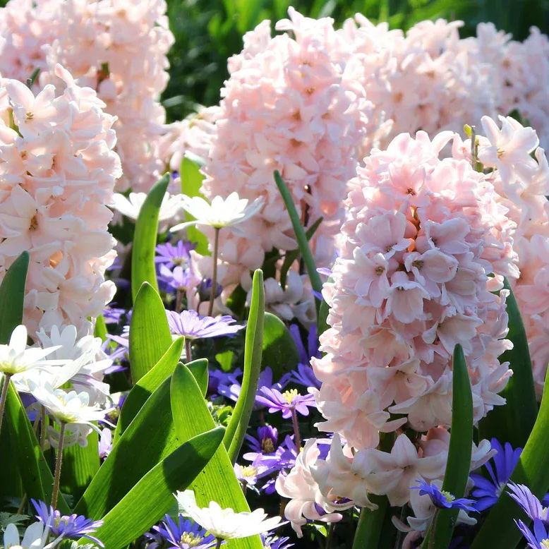 Hyacinth 'China Pink'