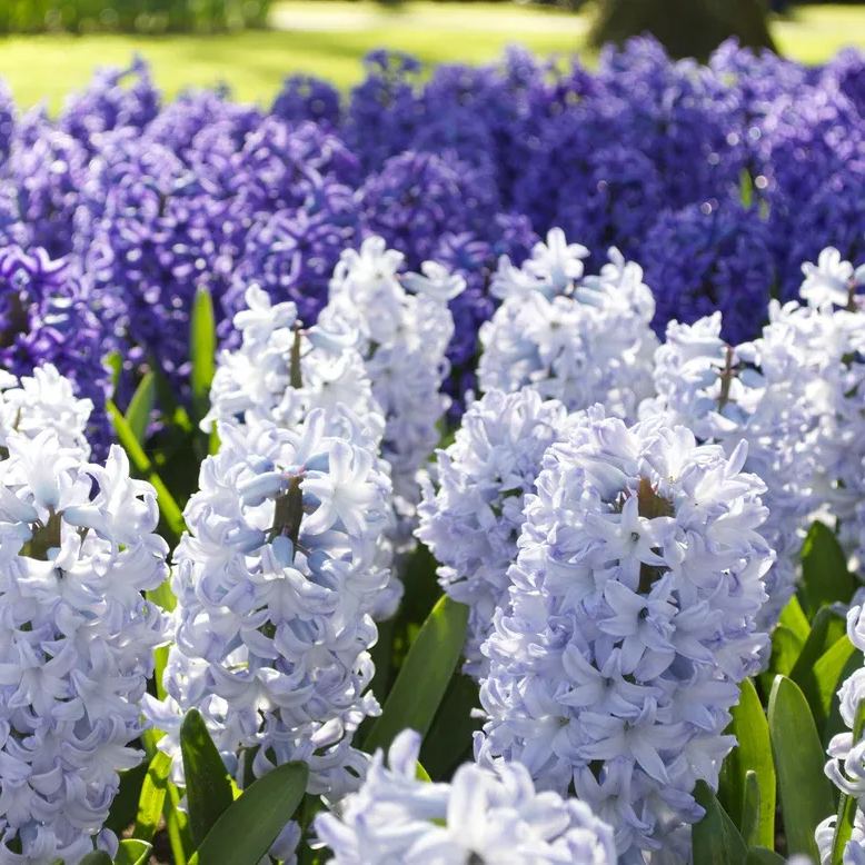 Hyacinth 'Blue Eyes'