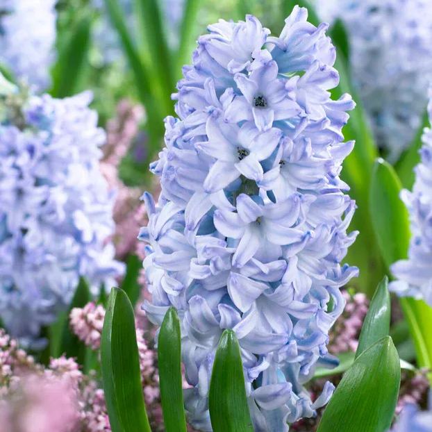 Hyacinth 'Blue Eyes'