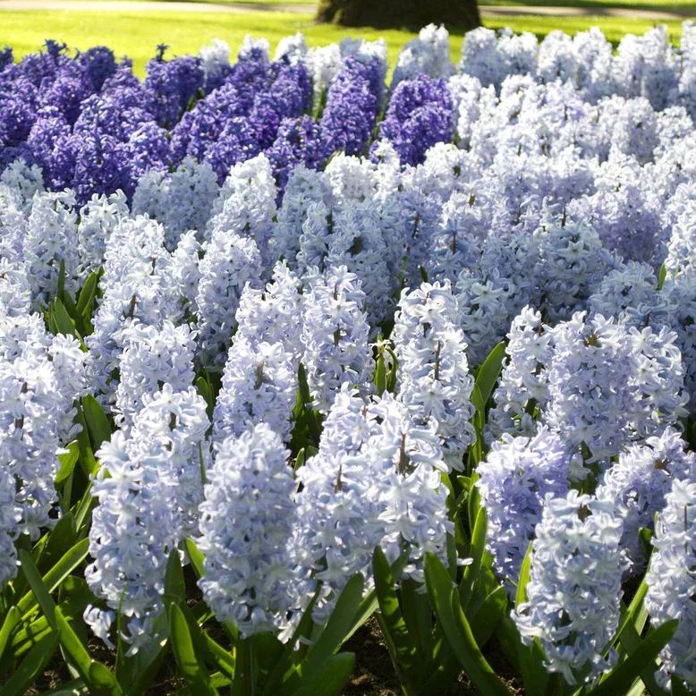 Hyacinth 'Blue Eyes'