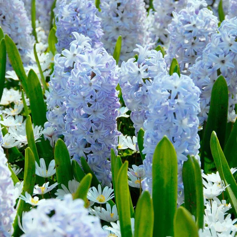 Hyacinth 'Blue Eyes'