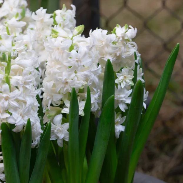 Hyacinth 'Snow Crystal'