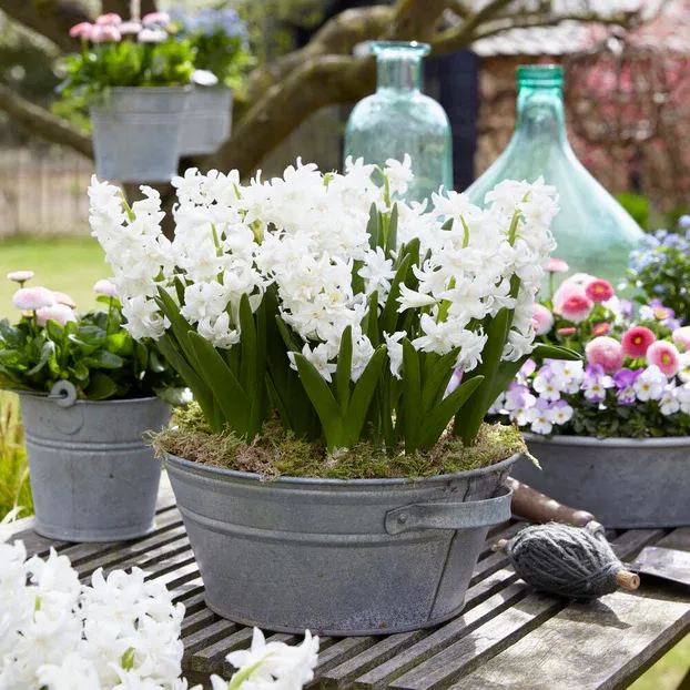 Hyacinth 'Snow Crystal'