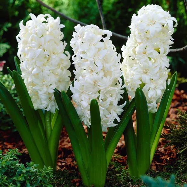 Hyacinth 'Snow Crystal'