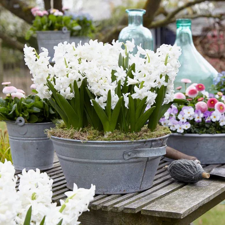 Hyacinth 'Snow Crystal'