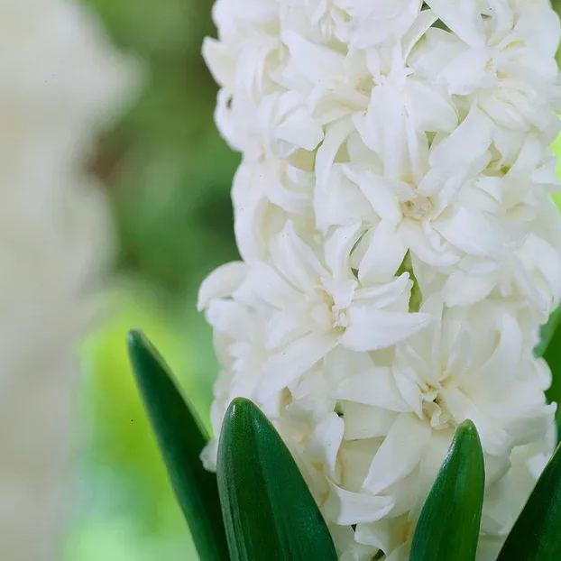 Hyacinth 'Snow Crystal'