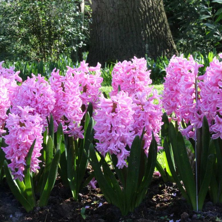 Hyacinth 'Pink Pearl'