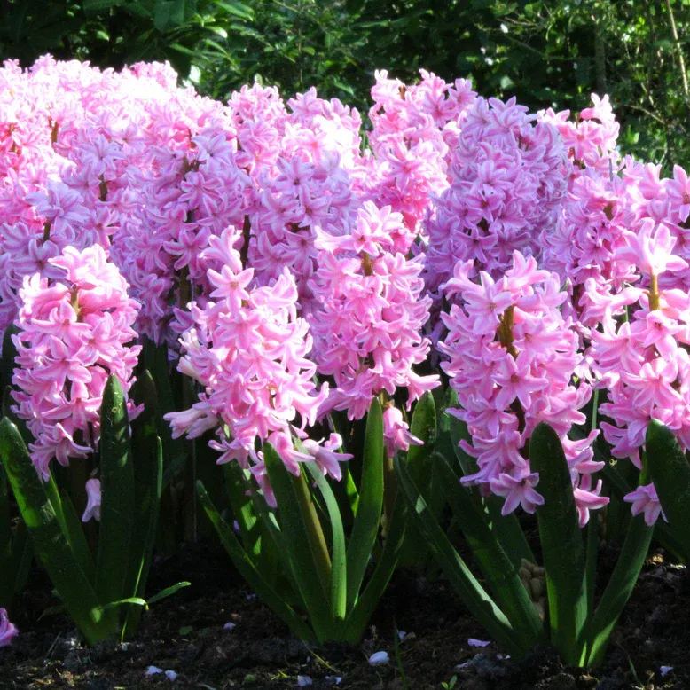 Hyacinth 'Pink Pearl'