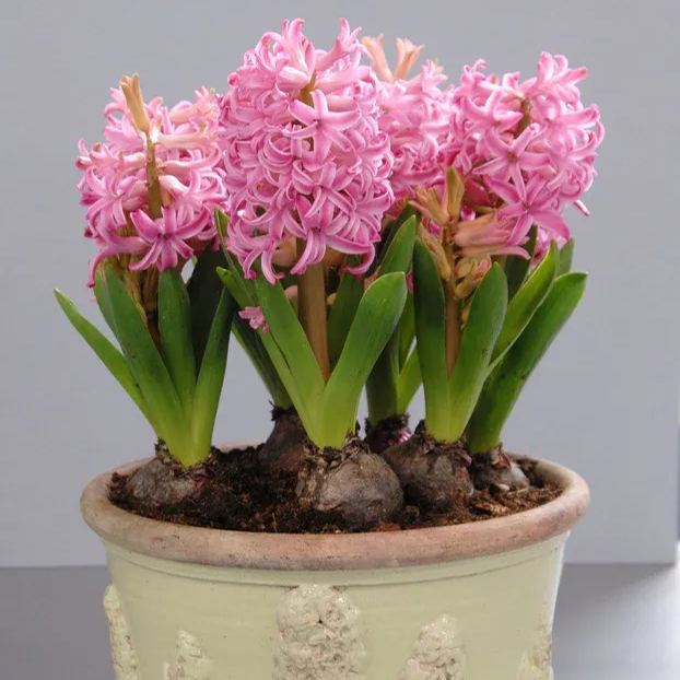 Hyacinth 'Pink Pearl'