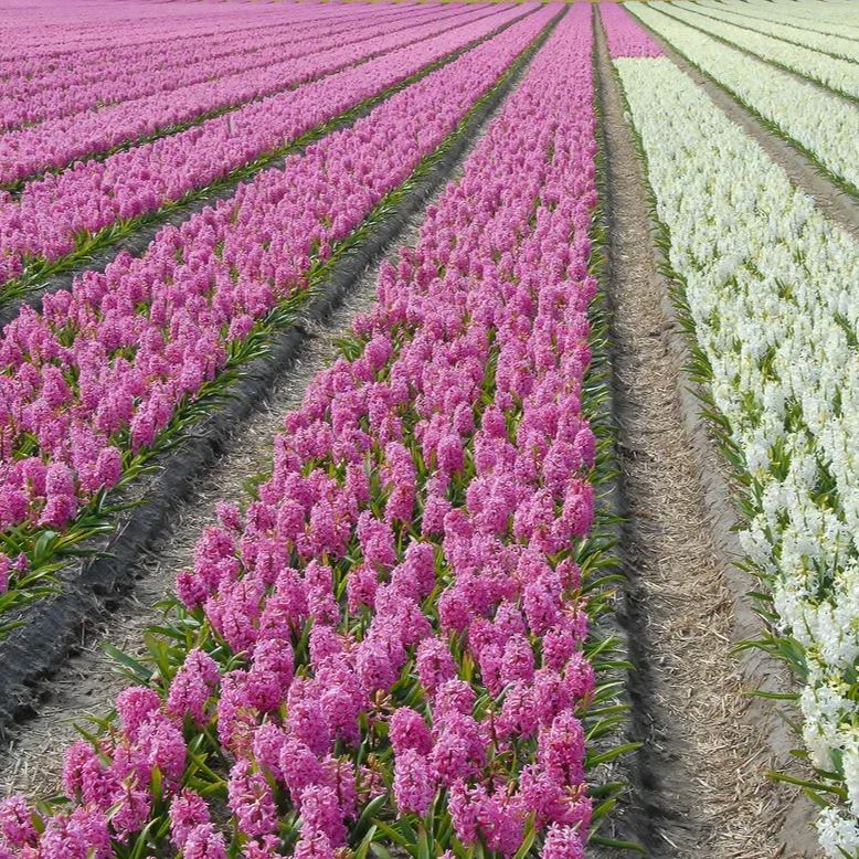 Hyacinth 'Pink Pearl'