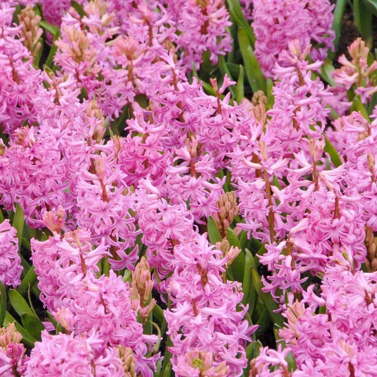 Hyacinth 'Pink Pearl'