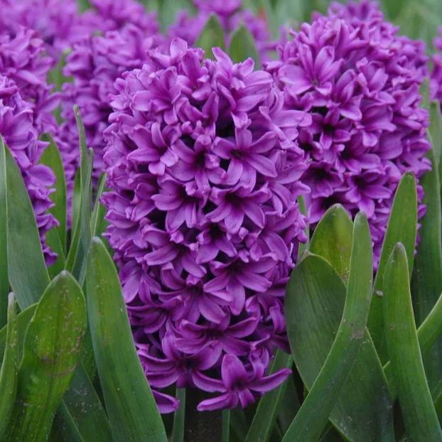 Hyacinth 'Miss Saigon'