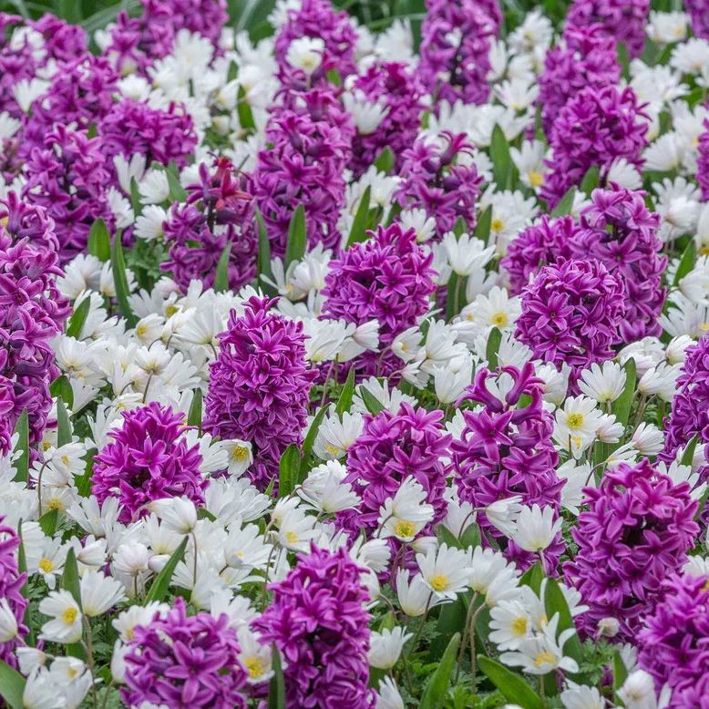 Hyacinth 'Miss Saigon'