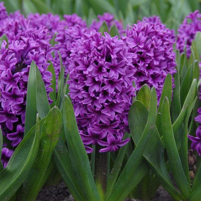Hyacinth 'Miss Saigon'