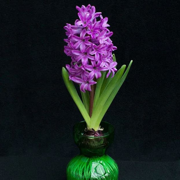 Hyacinth 'Miss Saigon'