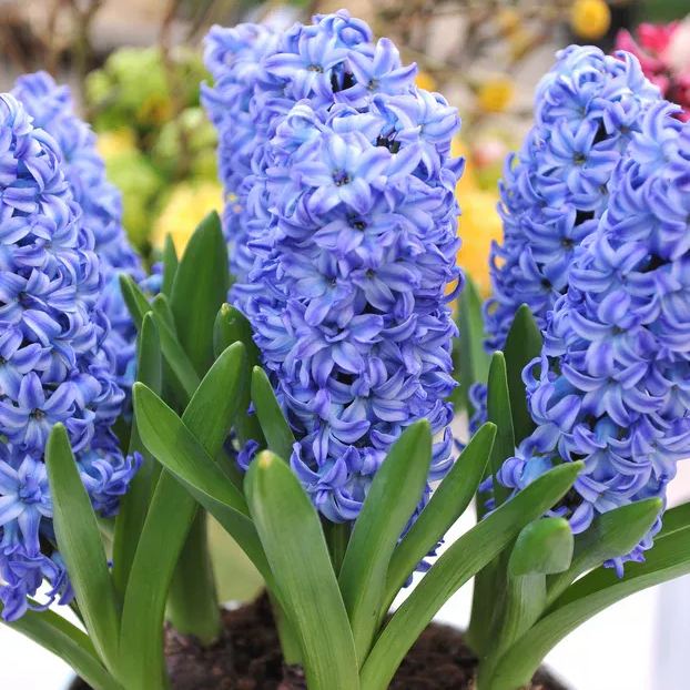 Hyacinth 'Aqua'