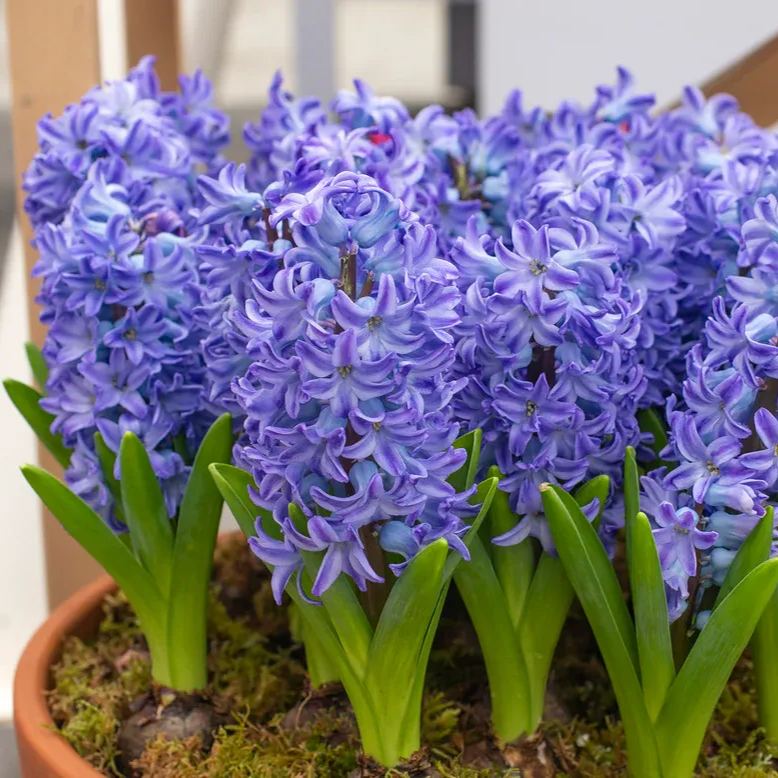 Hyacinth 'Aqua'